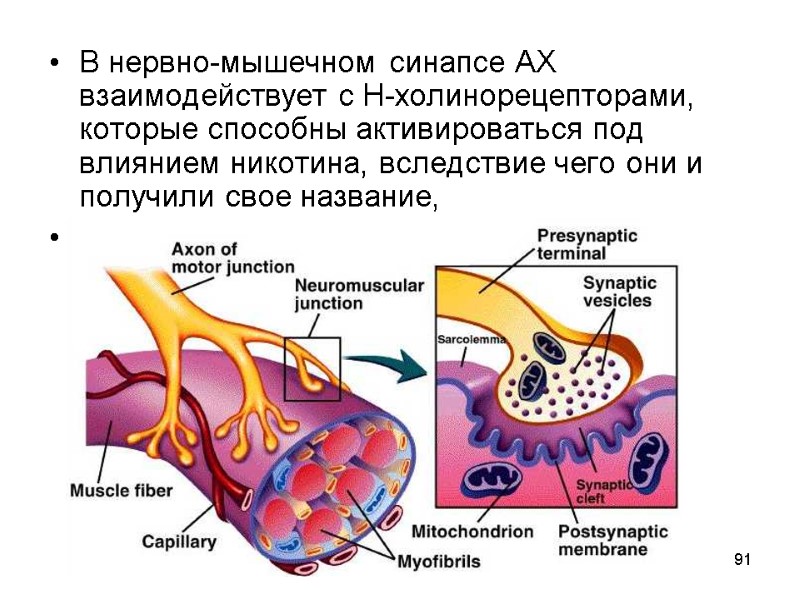 91 В нервно-мышечном синапсе АХ взаимодействует с Н-холинорецепторами, которые способны активироваться под влиянием никотина,